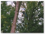 Another view of Nick topping a tree.