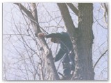 Nick climbing a tree.